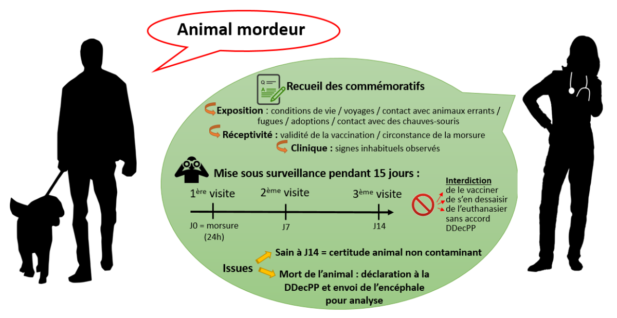 Conduite à tenir face à un animal mordeur ou griffeur